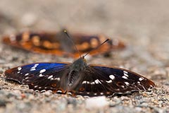 Kleiner Schillerfalter - Zum Vergroessern klicken!